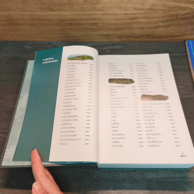 Bird Study เรียนรู้เรื่องนก - ประทุมทอง รูปที่ 7