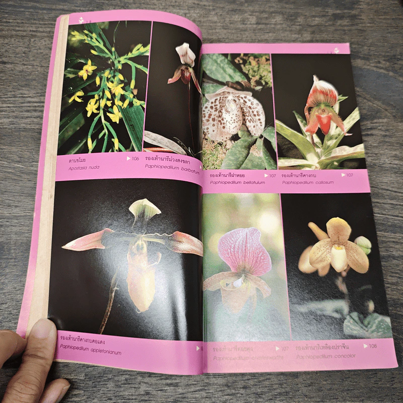 คู่มือกล้วยไม้ - สลิด สิทธิสัจจธรรม รูปที่ 8