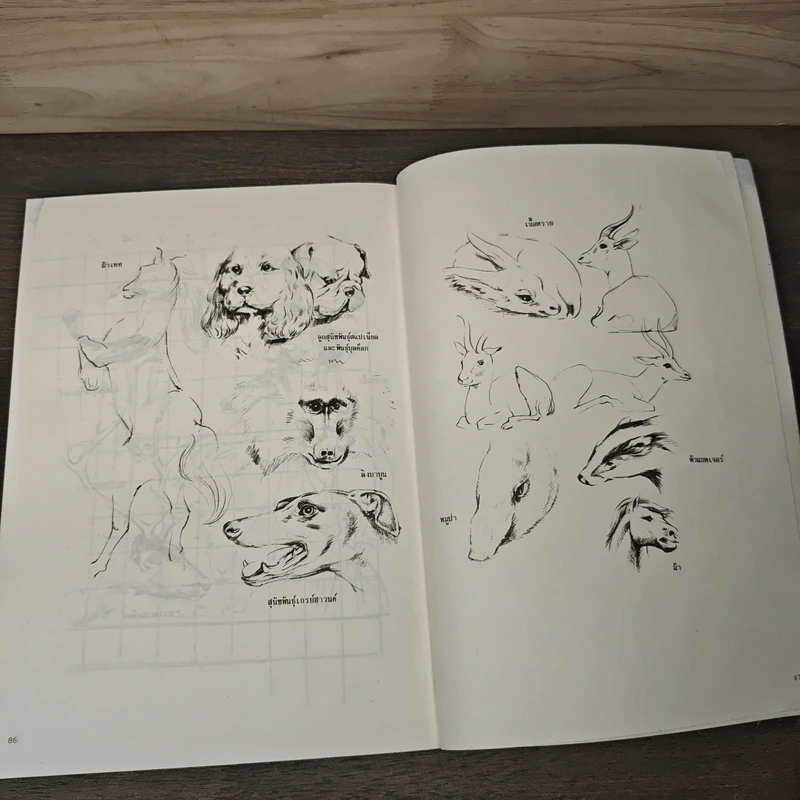 การวาดภาพนกและสัตว์ รูปที่ 8