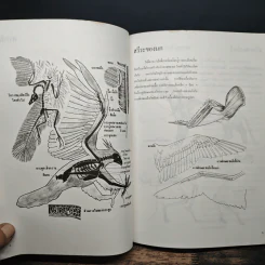 การวาดภาพนกและสัตว์ รูปที่ 7