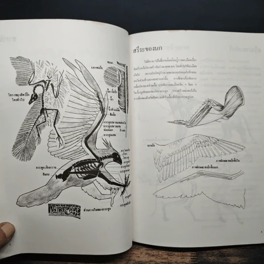 การวาดภาพนกและสัตว์ รูปที่ 7