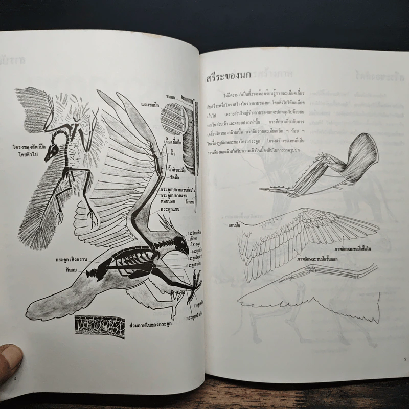 การวาดภาพนกและสัตว์ รูปที่ 7
