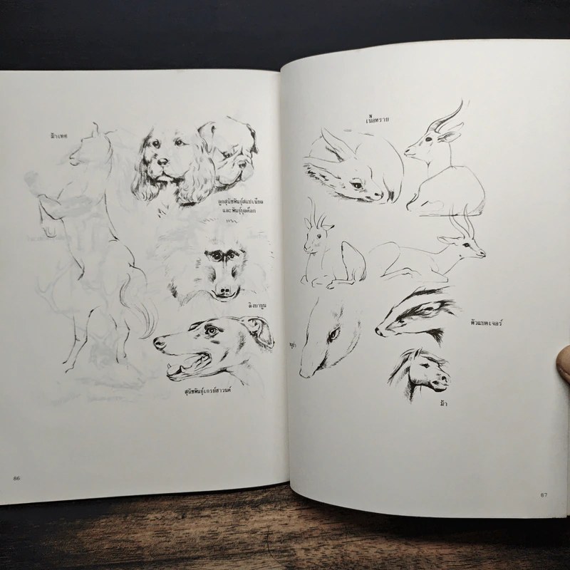 การวาดภาพนกและสัตว์ รูปที่ 9
