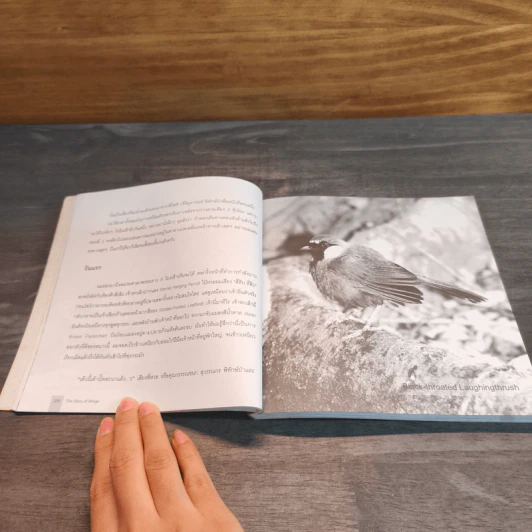The Story of Wings ความหมายที่ปลายปีก รูปที่ 6