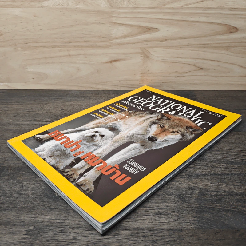 National Geographic ม.ค.2545 หมาป่าสู่หมาบ้าน รูปที่ 3