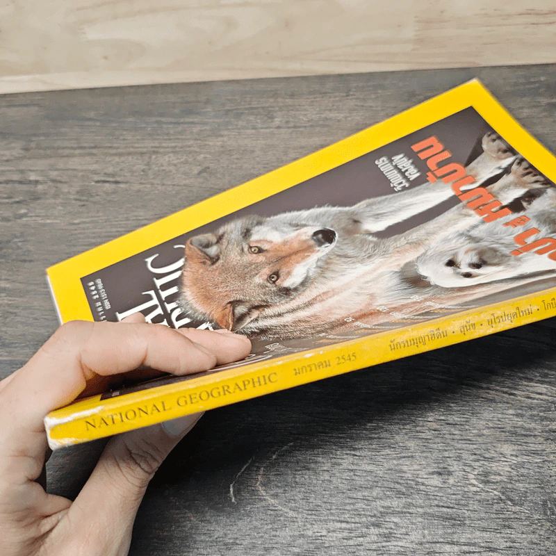 National Geographic ม.ค.2545 หมาป่าสู่หมาบ้าน รูปที่ 6