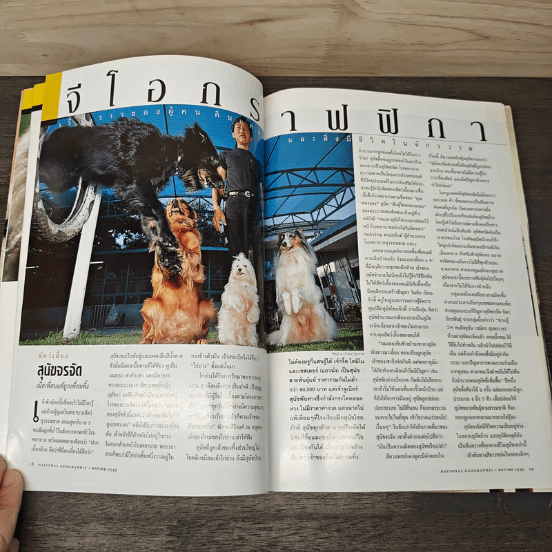 National Geographic ม.ค.2545 หมาป่าสู่หมาบ้าน รูปที่ 9