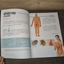 ระบบร่างกายมนุษย์ Human Body - ดร.อรัญญ์ ภูริทรรศนีย์ รูปที่ 6