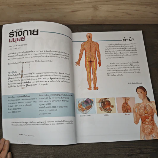 ระบบร่างกายมนุษย์ Human Body - ดร.อรัญญ์ ภูริทรรศนีย์ รูปที่ 6