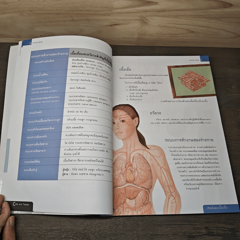 ระบบร่างกายมนุษย์ Human Body - ดร.อรัญญ์ ภูริทรรศนีย์ รูปที่ 8