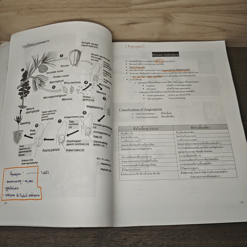 Biology for Entrance Biology of Plants - นพ.พิชญ์ สันติจิตรุ่งเรือง รูปที่ 8
