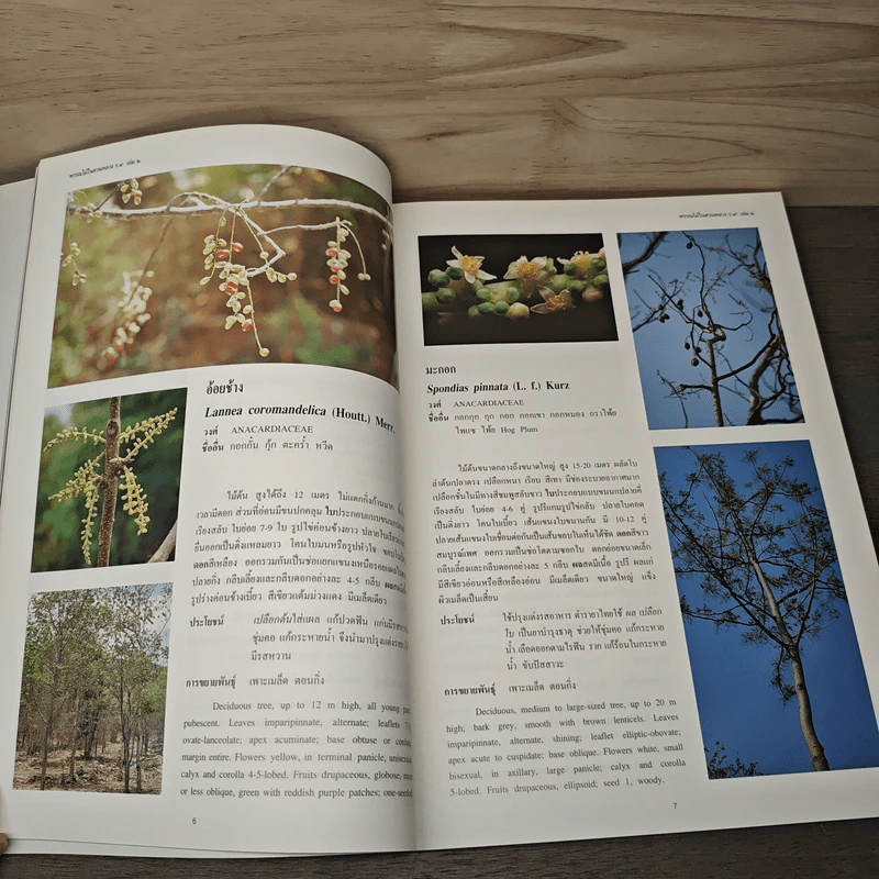 พรรณไม้ในสวนหลวง ร.9 เล่ม 2 รูปที่ 8