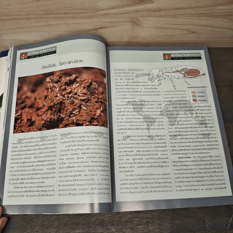 Advanced Thailand Geographic ปีที่ 8 ฉบับที่ 58 พ.ย.2545 รูปที่ 11