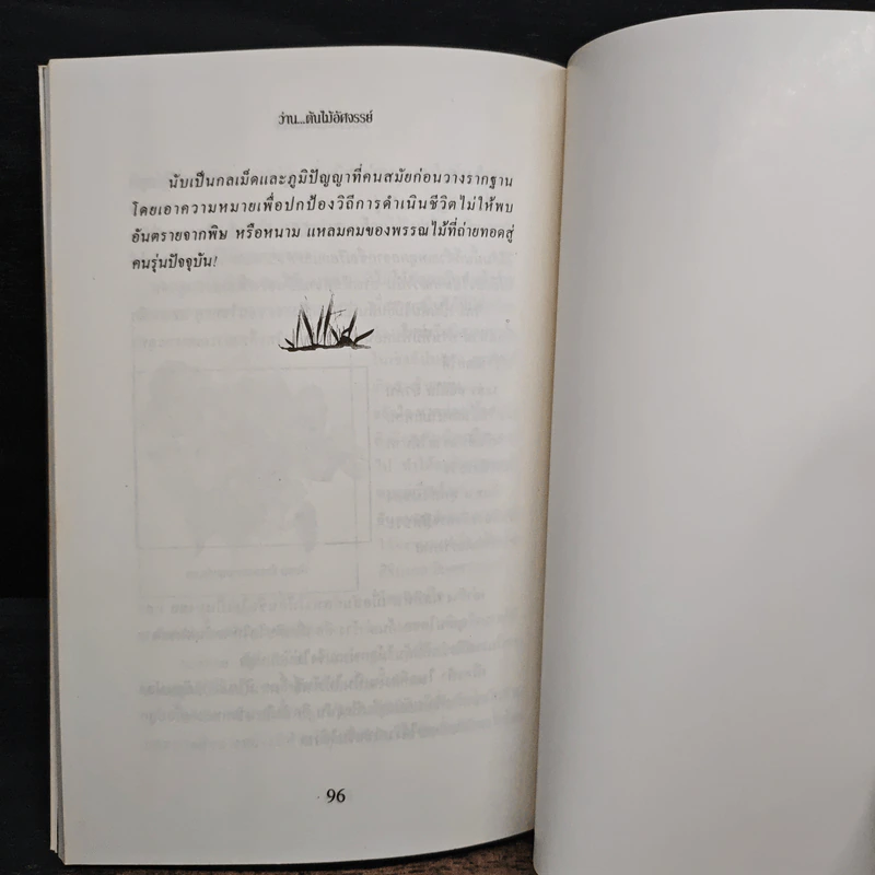 ว่าน ต้นไม้อัศจรรย์ - วันชนะ รูปที่ 9