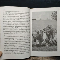Basset Hounds แบสเส็ท ฮาวน์ - พิซิตพล เดชประเสริฐ รูปที่ 7