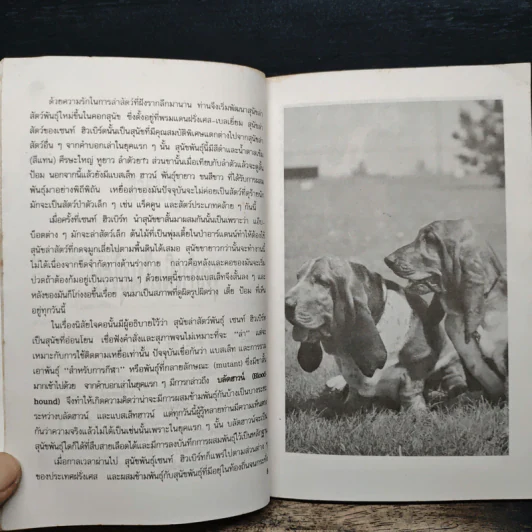 Basset Hounds แบสเส็ท ฮาวน์ - พิซิตพล เดชประเสริฐ รูปที่ 7