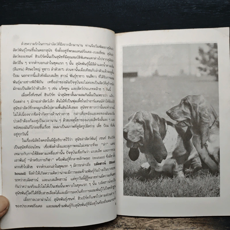 Basset Hounds แบสเส็ท ฮาวน์ - พิซิตพล เดชประเสริฐ รูปที่ 7