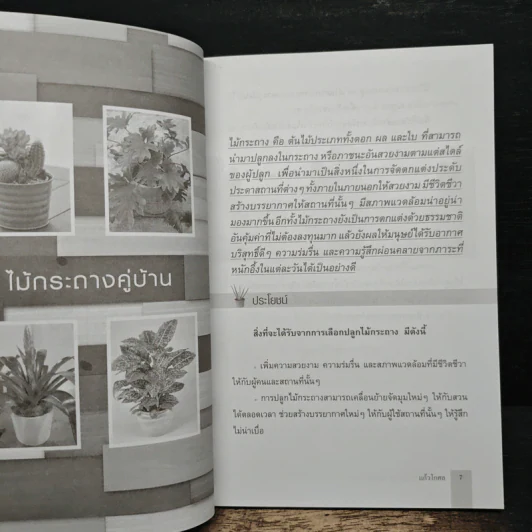 ไม้กระถางประดับบ้าน ปลูกง่าย ขายรวย - แก้วโกกศ รูปที่ 8