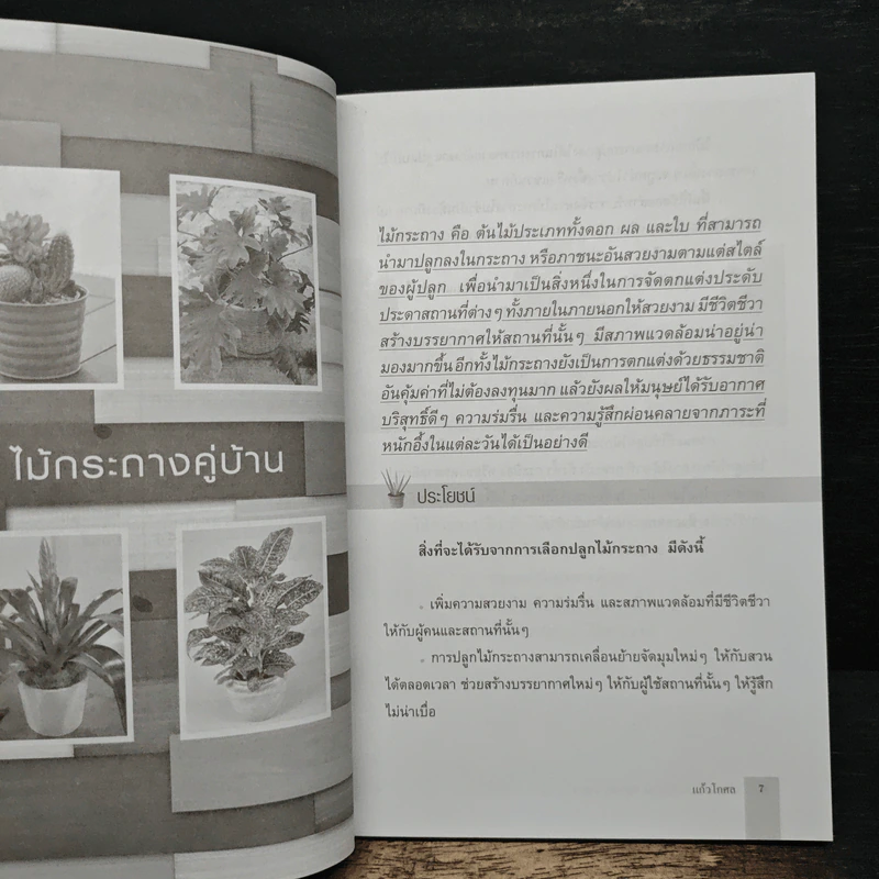 ไม้กระถางประดับบ้าน ปลูกง่าย ขายรวย - แก้วโกกศ รูปที่ 8