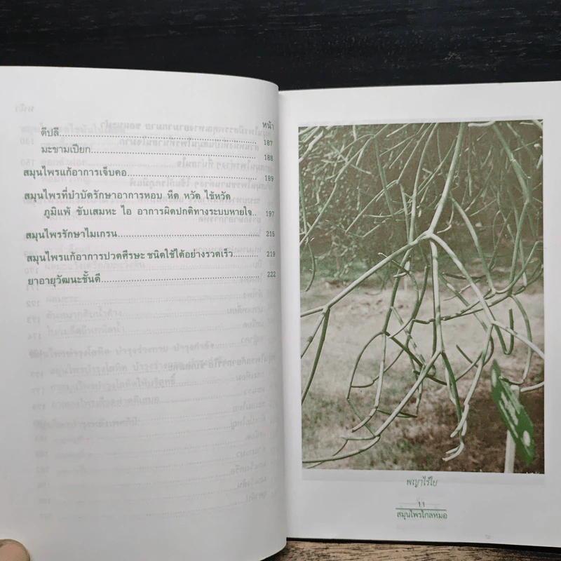 พืชมหัศจรรย์สมุนไพรไกลหมอ - ภาณุทรรศน์ รูปที่ 9