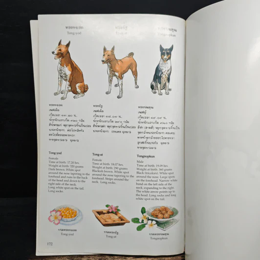 เรื่อง ทองแดง The Story of Tongdaeng ฉบับการ์ตูน ภาพสี รูปที่ 9