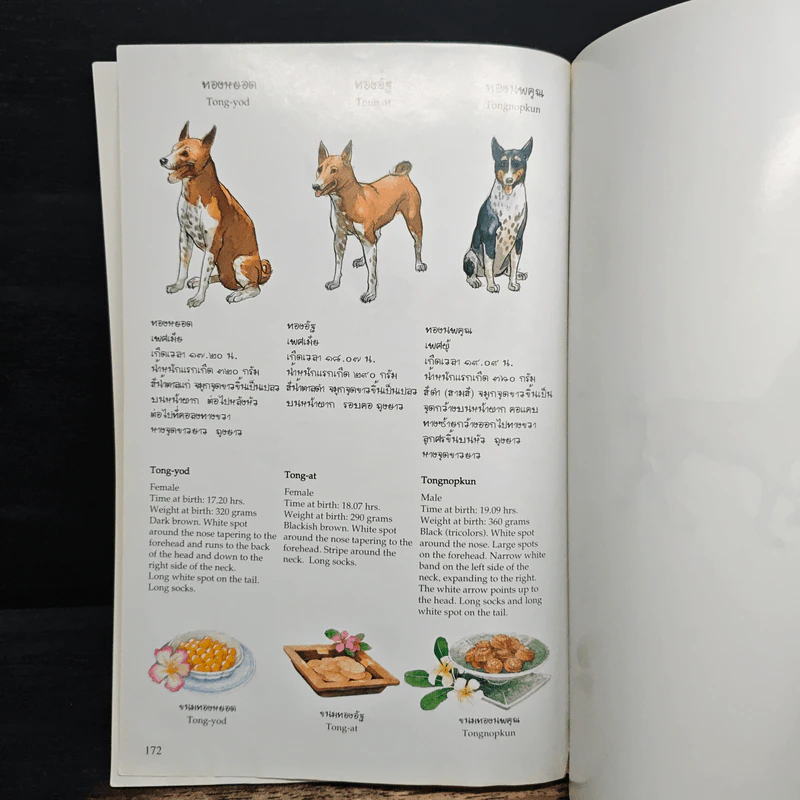 เรื่อง ทองแดง The Story of Tongdaeng ฉบับการ์ตูน ภาพสี รูปที่ 9