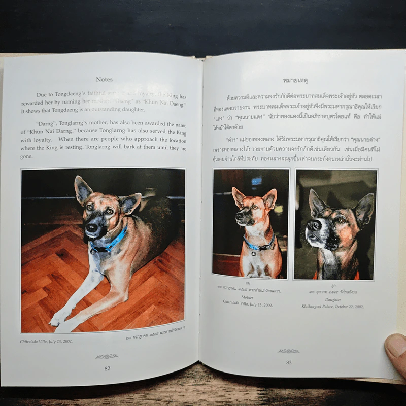 เรื่องทองแดง The Story of Tongdaeng ฉบับการ์ตูน ภาพสี รูปที่ 10