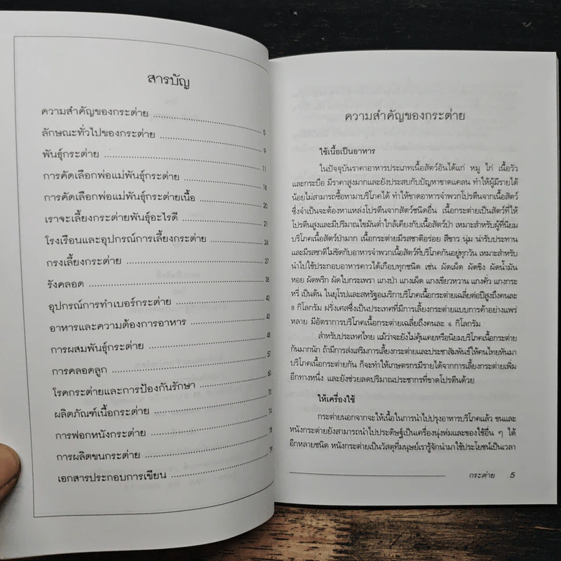 กระต่าย Rabbit - กิตติ ฉายากุล รูปที่ 7