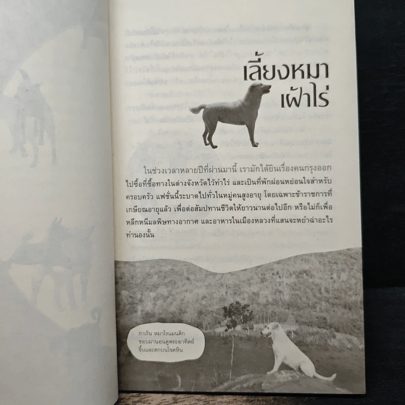 สารคดีปีจอ เรื่องรักของหมาไทย - ลุงทอง บ้านไร่ รูปที่ 8
