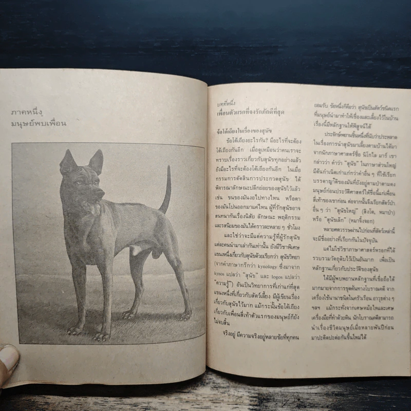 สัตว์มีประโยชน์ Animals on a Pedestal - Yuri Dmitriyev, ทองสุก เกตุโรจน์ รูปที่ 11