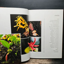 กล้วยไม้สิงโตกลอกตาในประเทศไทย - สลิล สิทธิสัจจธรรม รูปที่ 7