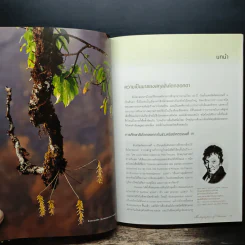 กล้วยไม้สิงโตกลอกตาในประเทศไทย - สลิล สิทธิสัจจธรรม รูปที่ 8