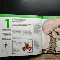ข้อดี กระดูกแกร่ง กล้ามเนื้อแข็งแรง - Reader's Digest รีดเดอร์สไดเจสท์ รูปที่ 9