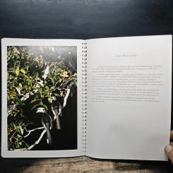 สมุดบันทึกภาพธรรมชาติ - จิระนันท์ พิตรปรีชา, ดวงดาว สุวรรณรังษี รูปที่ 10
