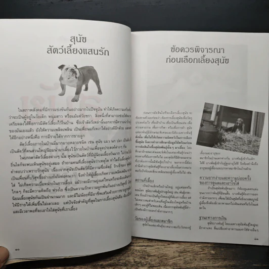 สุนัข เพื่อนผู้รู้ใจ - ผศ.สุวรรณา พรหมทอง รูปที่ 8
