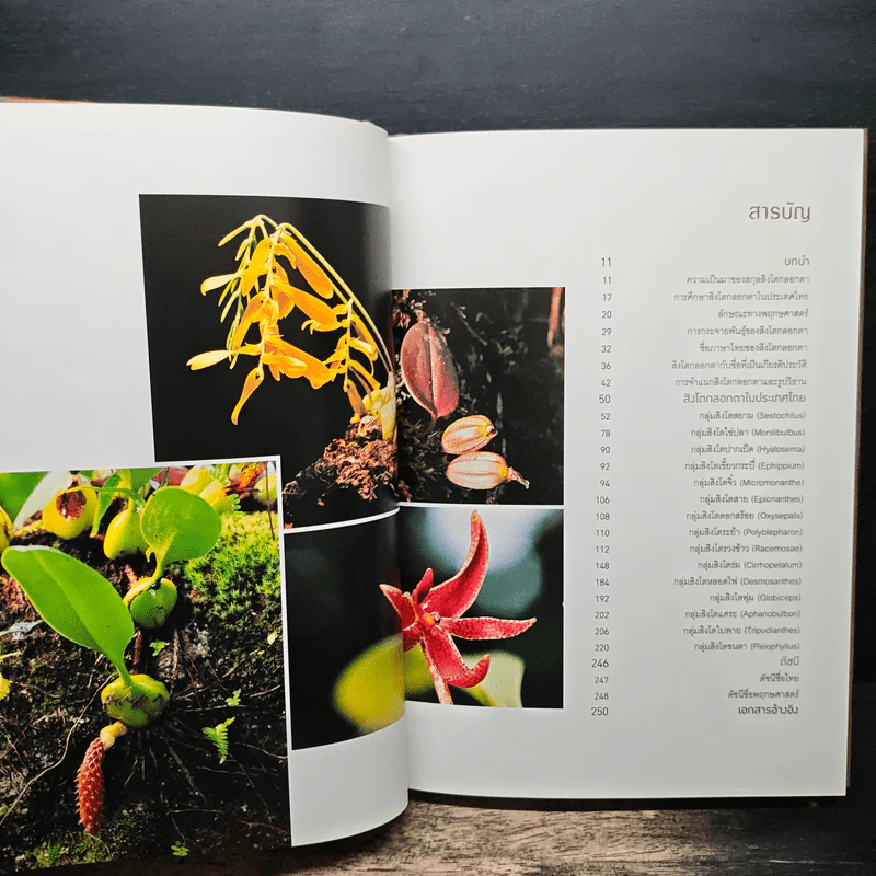 กล้วยไม้สิงโตกลอกตาในประเทศไทย - สลิล สิทธิสัจจธรรม รูปที่ 7
