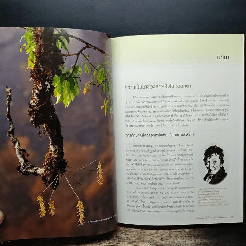 กล้วยไม้สิงโตกลอกตาในประเทศไทย - สลิล สิทธิสัจจธรรม รูปที่ 8