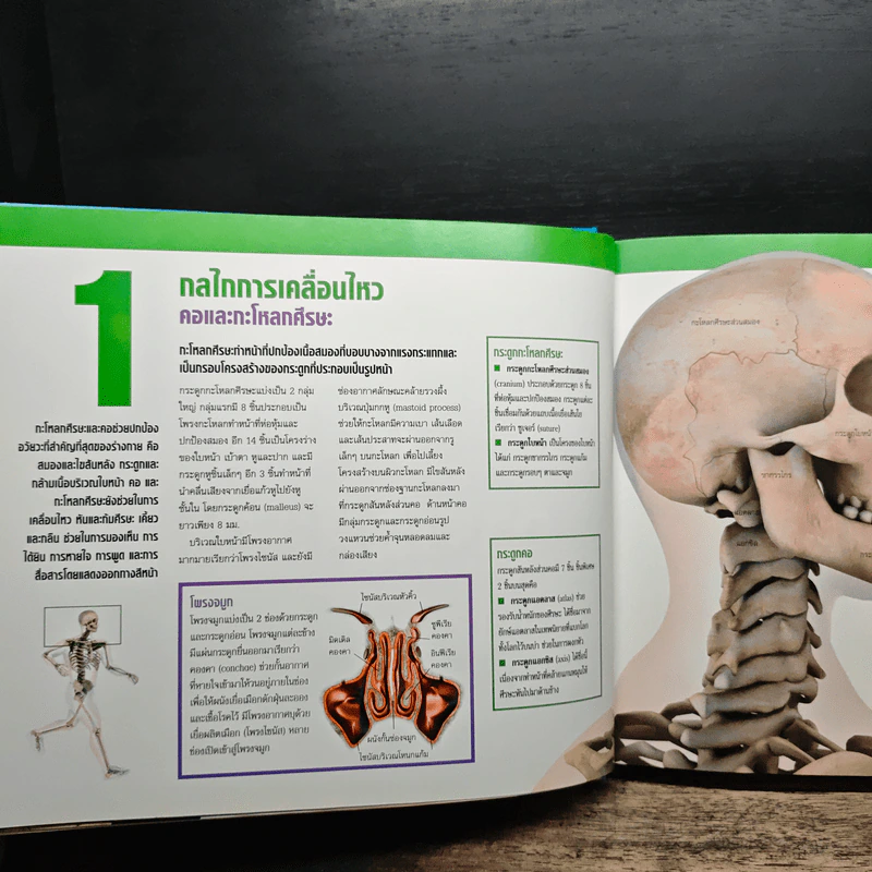 ข้อดี กระดูกแกร่ง กล้ามเนื้อแข็งแรง - Reader's Digest รีดเดอร์สไดเจสท์ รูปที่ 9