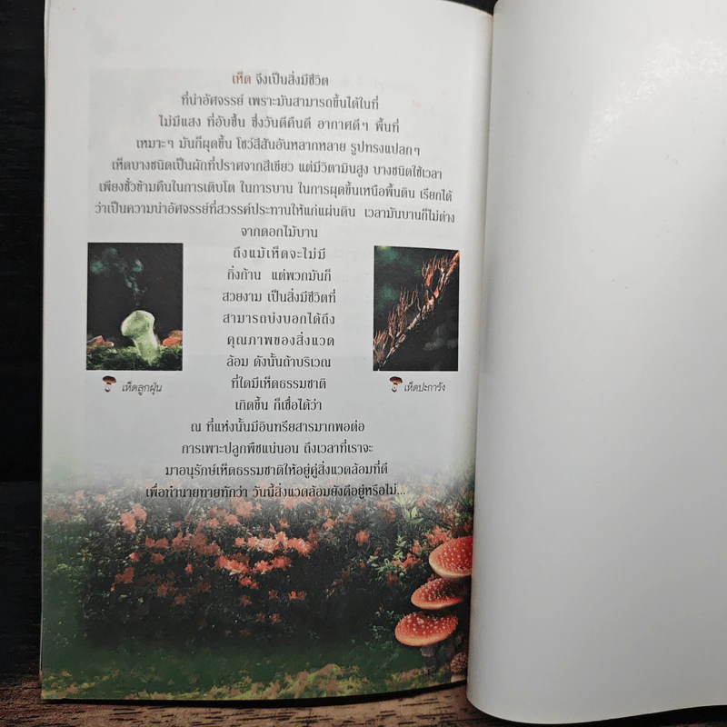 เห็ดโคน เห็ดมหัศจรรย์จากธรรมชาติ - วีระ เทพกรณ์ รูปที่ 8