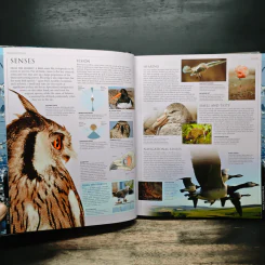 Illustrated Encyclopedia of Birds รูปที่ 10