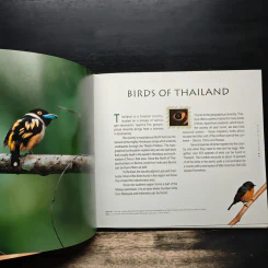 Wild Wings - Amith sutibut รูปที่ 11