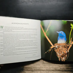 Wild Wings - Amith sutibut รูปที่ 8