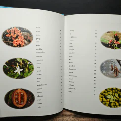 สวนพฤกษศาสตร์สมเด็จพระนางเจ้าสิริกิติ์ เล่ม 1 - องค์การสวนพฤกษศาสตร์ สำนักนายกรัฐมนตรี รูปที่ 10