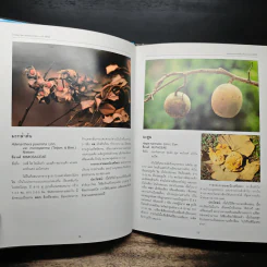 สวนพฤกษศาสตร์สมเด็จพระนางเจ้าสิริกิติ์ เล่ม 1 - องค์การสวนพฤกษศาสตร์ สำนักนายกรัฐมนตรี รูปที่ 11