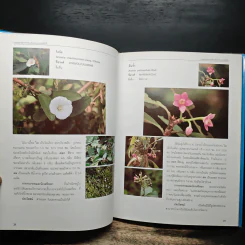 สวนพฤกษศาสตร์สมเด็จพระนางเจ้าสิริกิติ์ เล่ม 4 - องค์การสวนพฤกษศาสตร์ สำนักนายกรัฐมนตรี รูปที่ 9