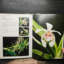 สวนพฤกษศาสตร์สมเด็จพระนางเจ้าสิริกิติ์ เล่ม 6 กล้วยไม้ไทย - องค์การสวนพฤกษศาสตร์ สำนักนายกรัฐมนตรี รูปที่ 10
