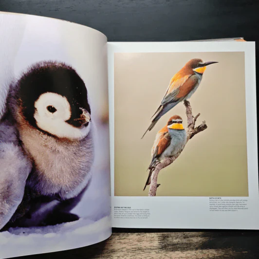 Illustrated Encyclopedia of Birds รูปที่ 8