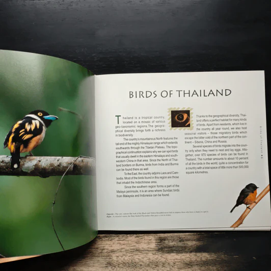 Wild Wings - Amith sutibut รูปที่ 11