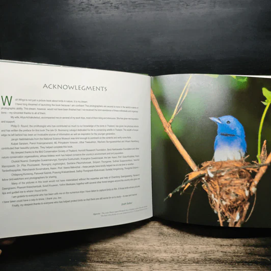 Wild Wings - Amith sutibut รูปที่ 8