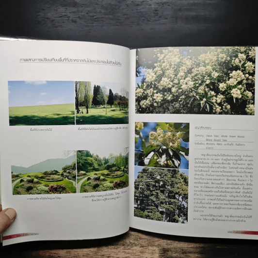 พรรณไม้เพื่อการตกแต่ง Plants For Decoration - รองศาสตราจารย์พรรณเพ็ญ ฉายปรีชา รูปที่ 9